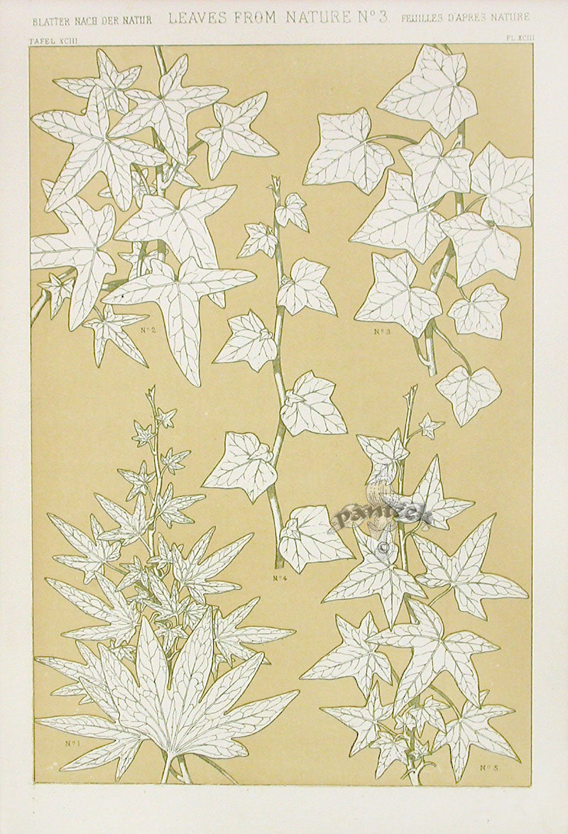 Owen Jones Grammar of Ornament Antique Print Vines