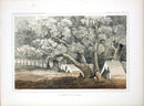 Pacific Railroad Original Print Cottonwood Grove - Panteek Antique Prints