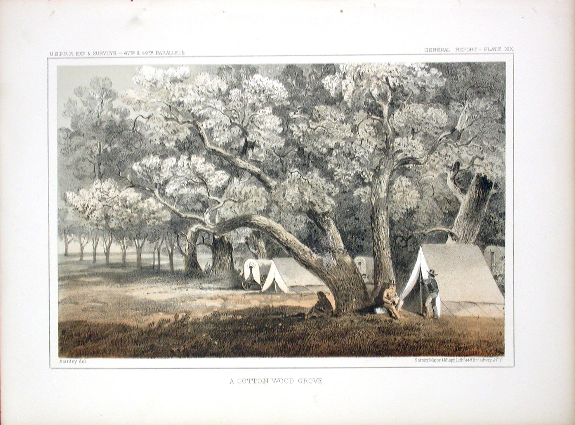 Pacific Railroad Original Print Cottonwood Grove