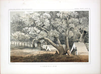 Pacific Railroad Original Print Cottonwood Grove - Panteek Antique Prints