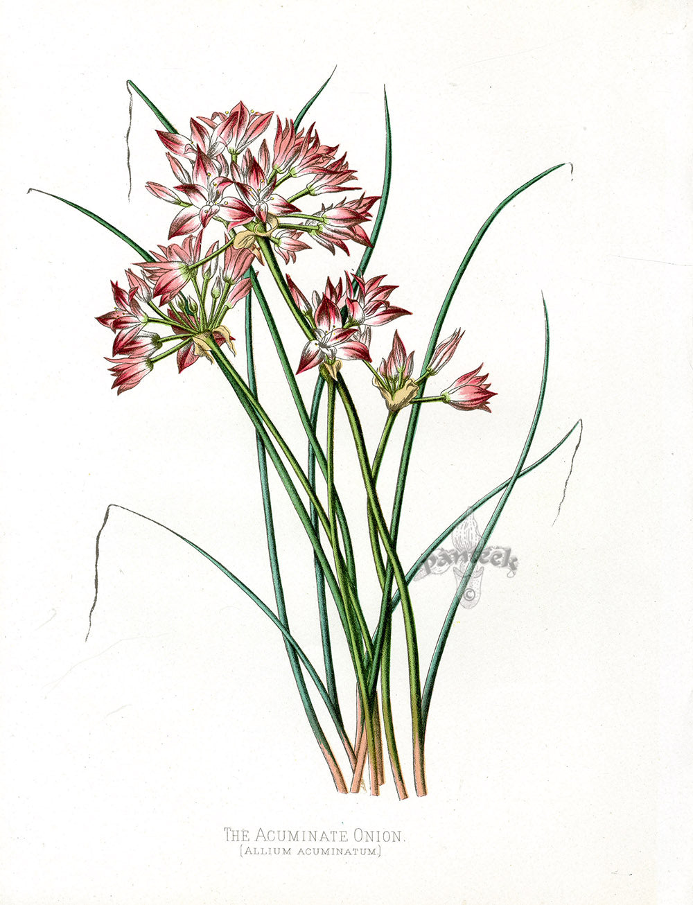 Paxton’s Botanical Prints 1884 Acuminate Onion
