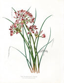 Paxton’s Botanical Prints 1884 Acuminate Onion - Panteek Antique Prints