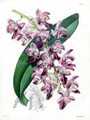 Paxton’s Botanical Prints 1884 Air Plant - Panteek Antique Prints