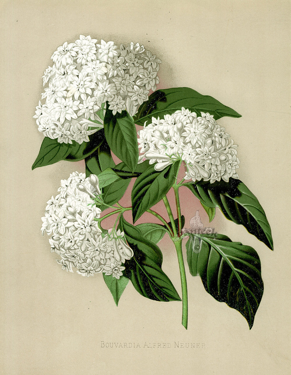 Paxton’s Botanical Prints 1884 America Bouvardia