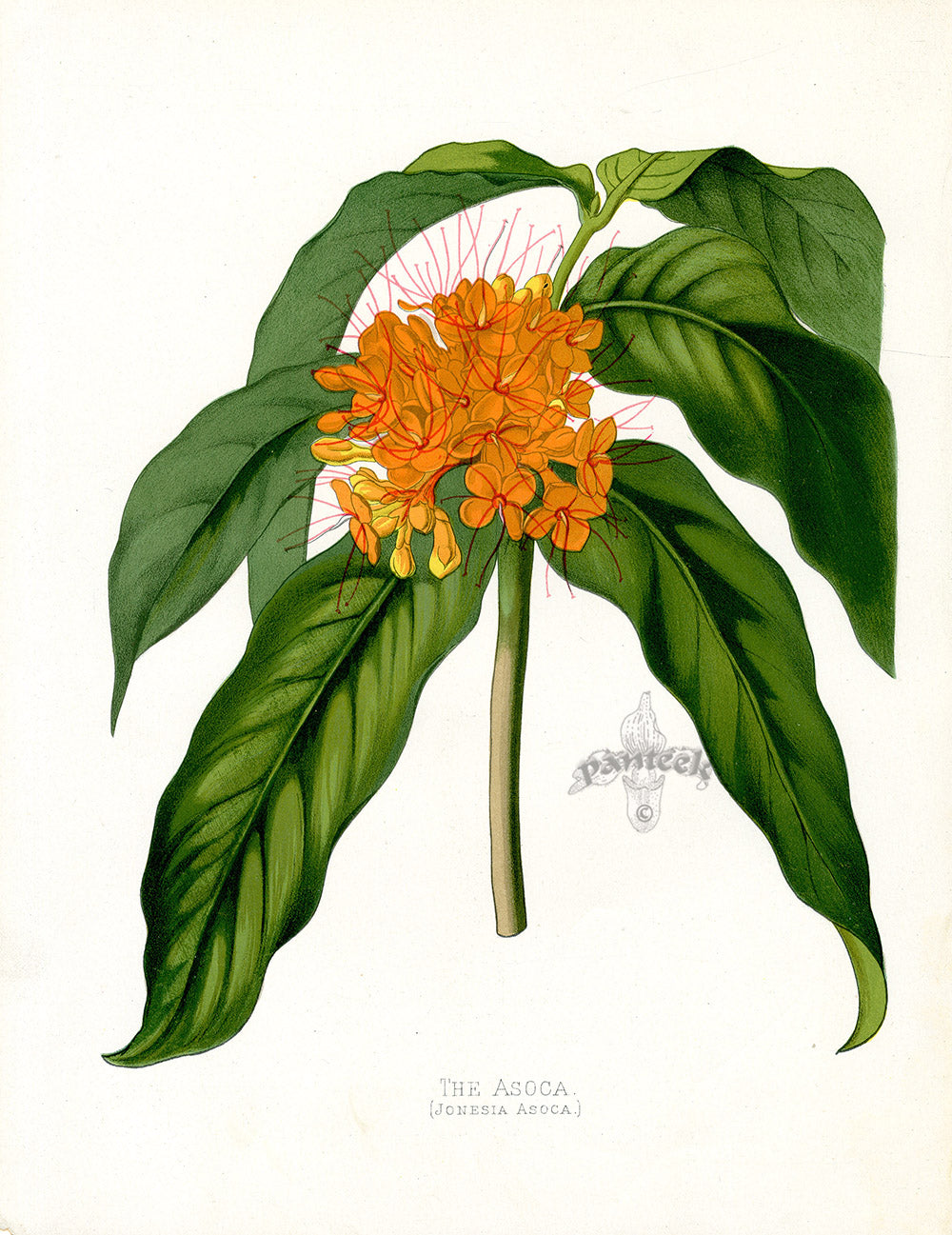 Paxton’s Botanical Prints 1884 Asoca
