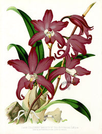 Paxton’s Botanical Prints 1884 Autumnal Laelia - Panteek Antique Prints