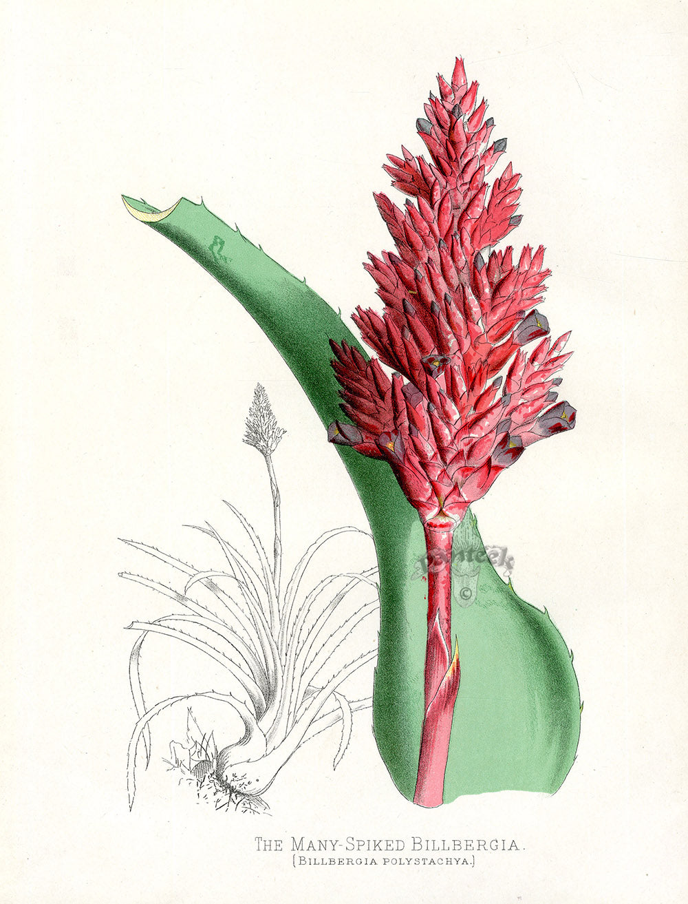 Paxton’s Botanical Prints 1884 Billbergia