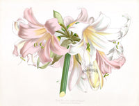 Paxton’s Botanical Prints 1884 Bland Amaryllis - Panteek Antique Prints