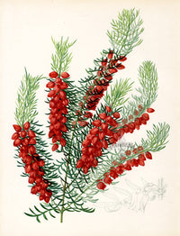 Paxton’s Botanical Prints 1884 Boronia Elatior - Panteek Antique Prints