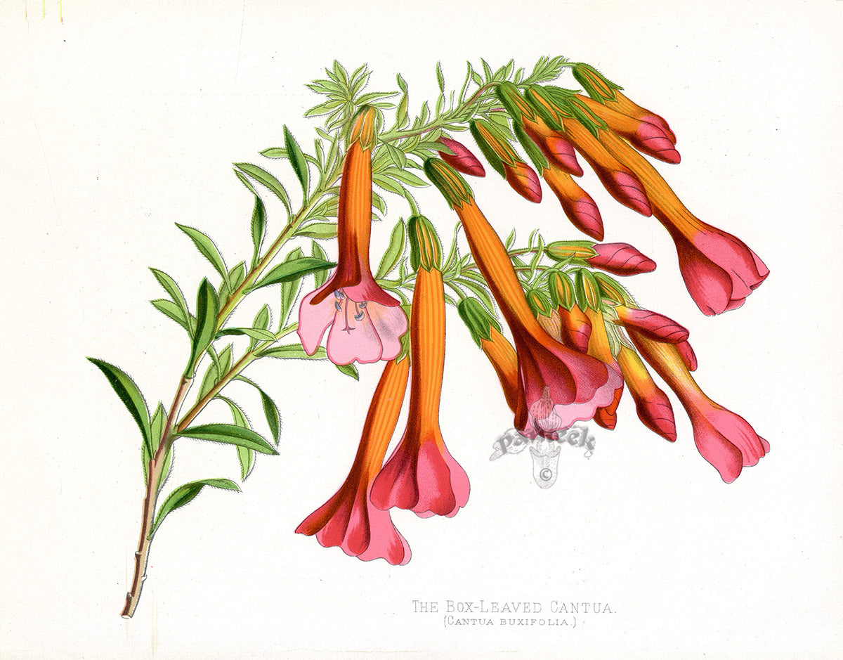 Paxton’s Botanical Prints 1884 Box-leaved Cantua