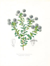 Paxton’s Botanical Prints 1884 California Ceanothus - Panteek Antique Prints