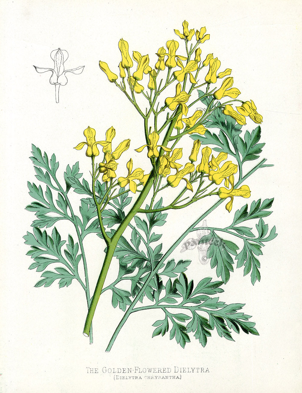 Paxton’s Botanical Prints 1884 California Dielytra