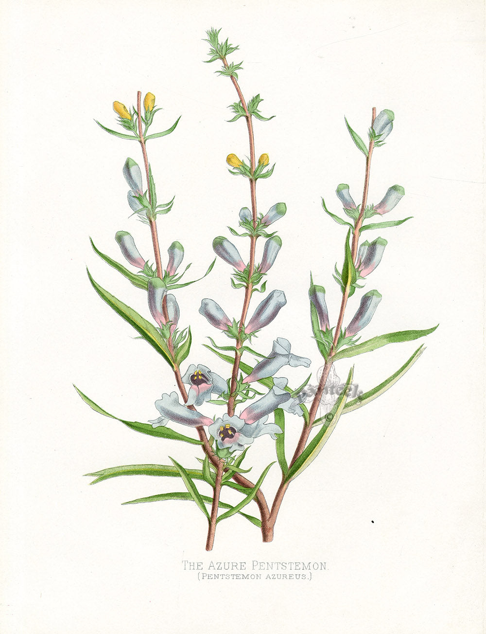Paxton’s Botanical Prints 1884 California Pentstemon