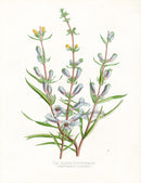 Paxton’s Botanical Prints 1884 California Pentstemon - Panteek Antique Prints