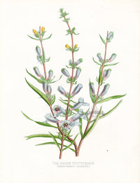 Paxton’s Botanical Prints 1884 California Pentstemon - Panteek Antique Prints