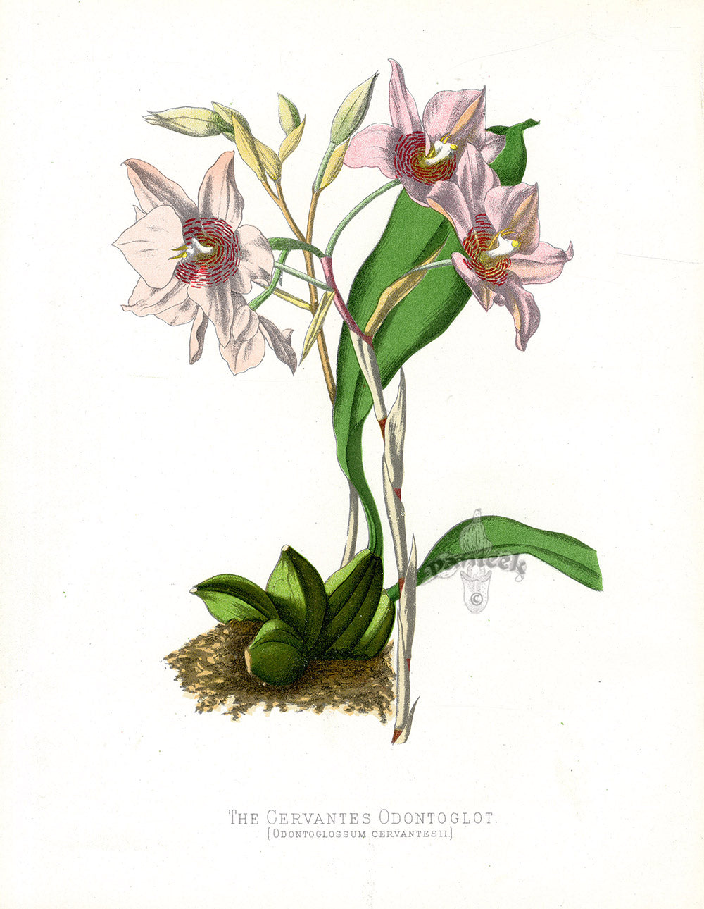 Paxton’s Botanical Prints 1884 Cervantes Odontoglot