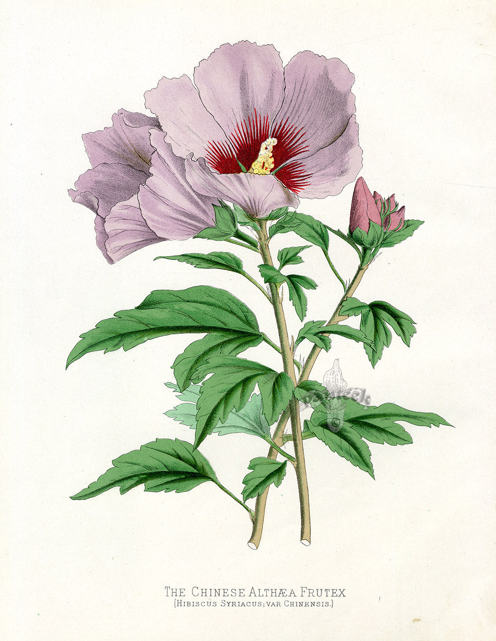 Paxton’s Botanical Prints 1884 Chinese Althaea