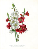 Paxton’s Botanical Prints 1884 Chinese Peach - Panteek Antique Prints