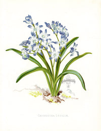 Paxton’s Botanical Prints 1884 Chionodoxa Luciliae - Panteek Antique Prints