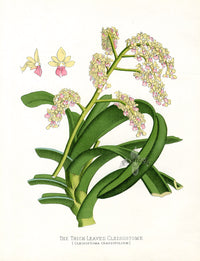 Paxton’s Botanical Prints 1884 Cleisostome - Panteek Antique Prints