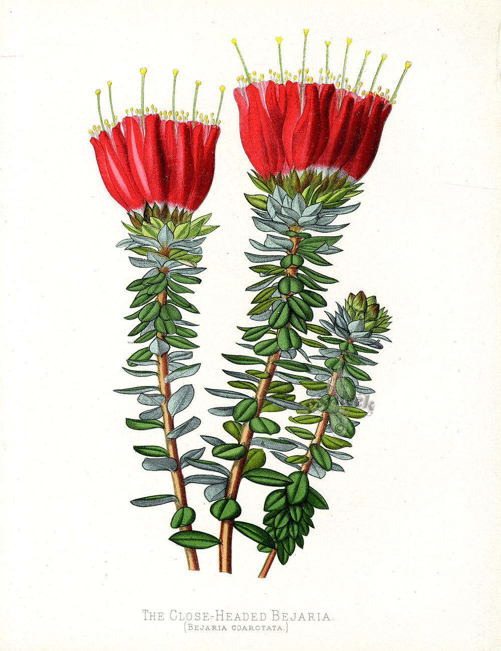 Paxton’s Botanical Prints 1884 Close-headed Bejaria