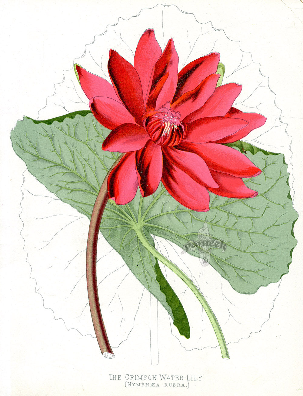 Paxton’s Botanical Prints 1884 Crimson Lily
