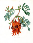 Paxton’s Botanical Prints 1884 Dampier's Clianthe - Panteek Antique Prints