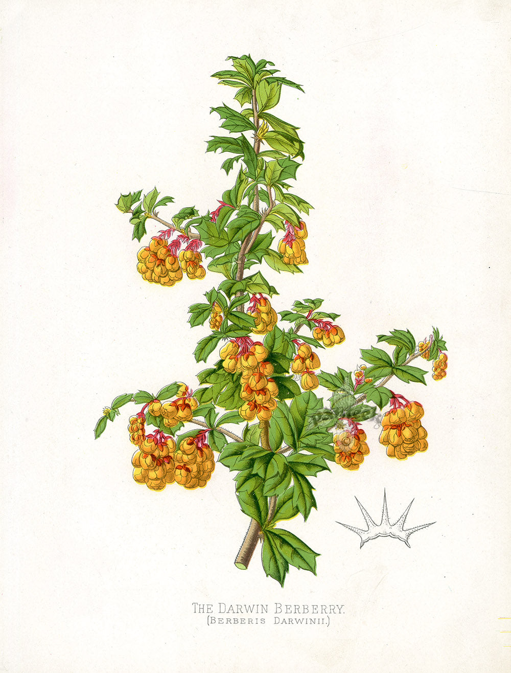Paxton’s Botanical Prints 1884 Darwin Berberry
