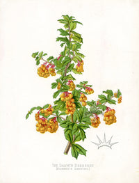 Paxton’s Botanical Prints 1884 Darwin Berberry - Panteek Antique Prints
