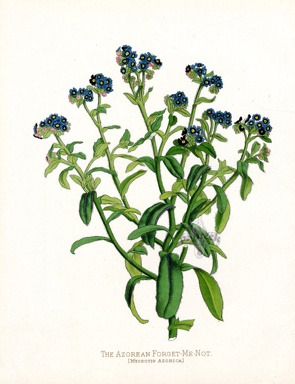 Paxton’s Botanical Prints 1884 Forget-Me-Not