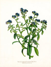 Paxton’s Botanical Prints 1884 Forget-Me-Not - Panteek Antique Prints