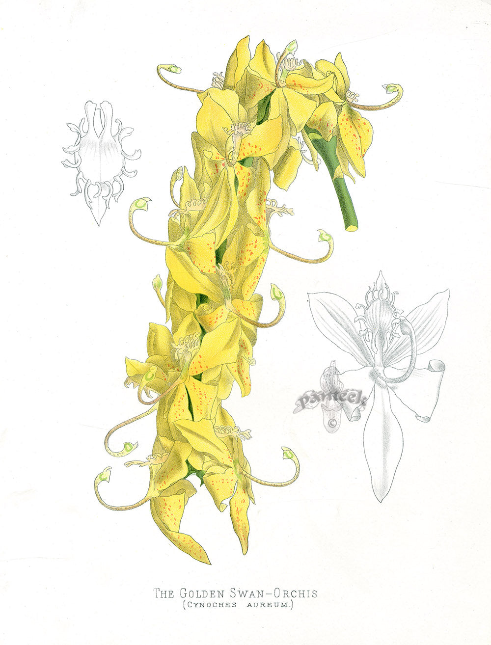 Paxton’s Botanical Prints 1884 Golden Swan Orchis