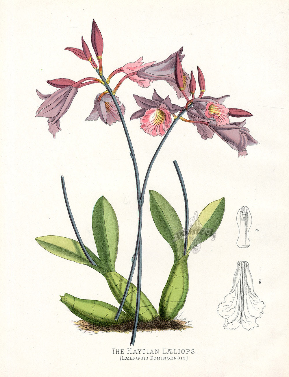 Paxton’s Botanical Prints 1884 Haytian Laeliops
