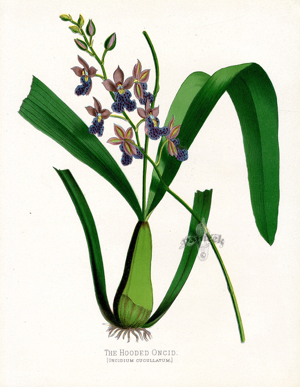 Paxton’s Botanical Prints 1884 Hooded Oncid