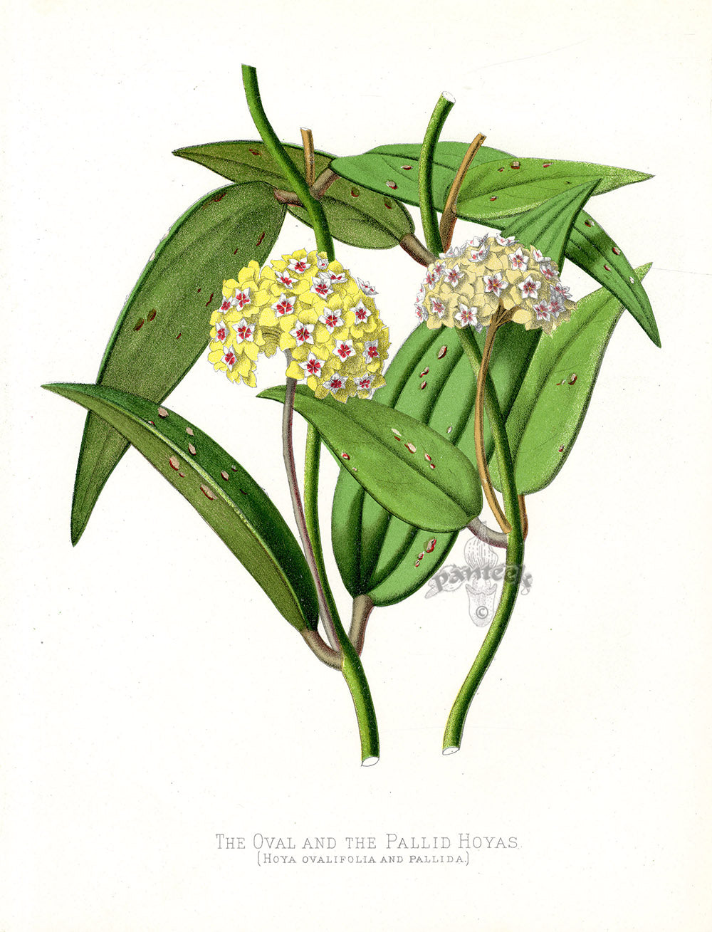 Paxton’s Botanical Prints 1884 Hoyas