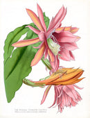 Paxton’s Botanical Prints 1884 Hybrid Cactus - Panteek Antique Prints