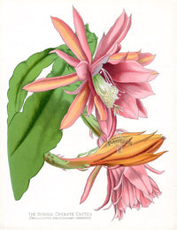 Paxton’s Botanical Prints 1884 Hybrid Cactus - Panteek Antique Prints
