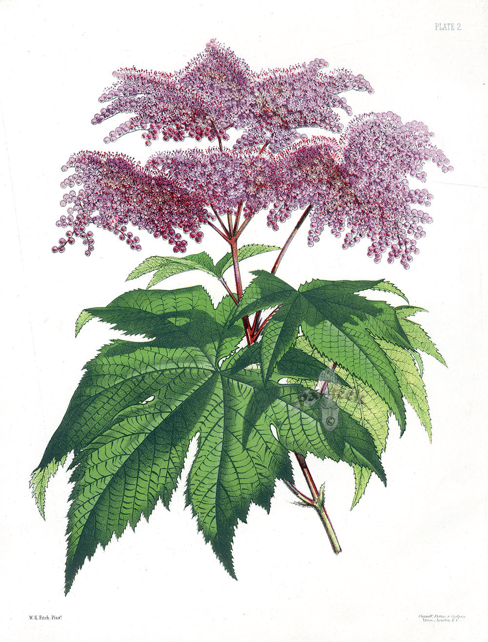 Paxton’s Botanical Prints 1884 Japan Spirea