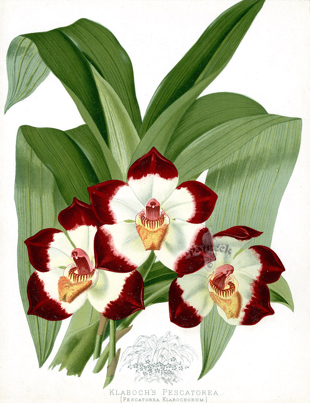 Paxton’s Botanical Prints 1884 Klaboch's Pescatorea