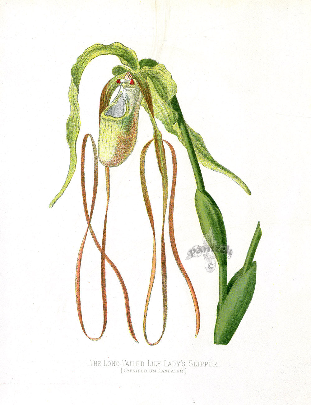 Paxton’s Botanical Prints 1884 Lady's Slipper
