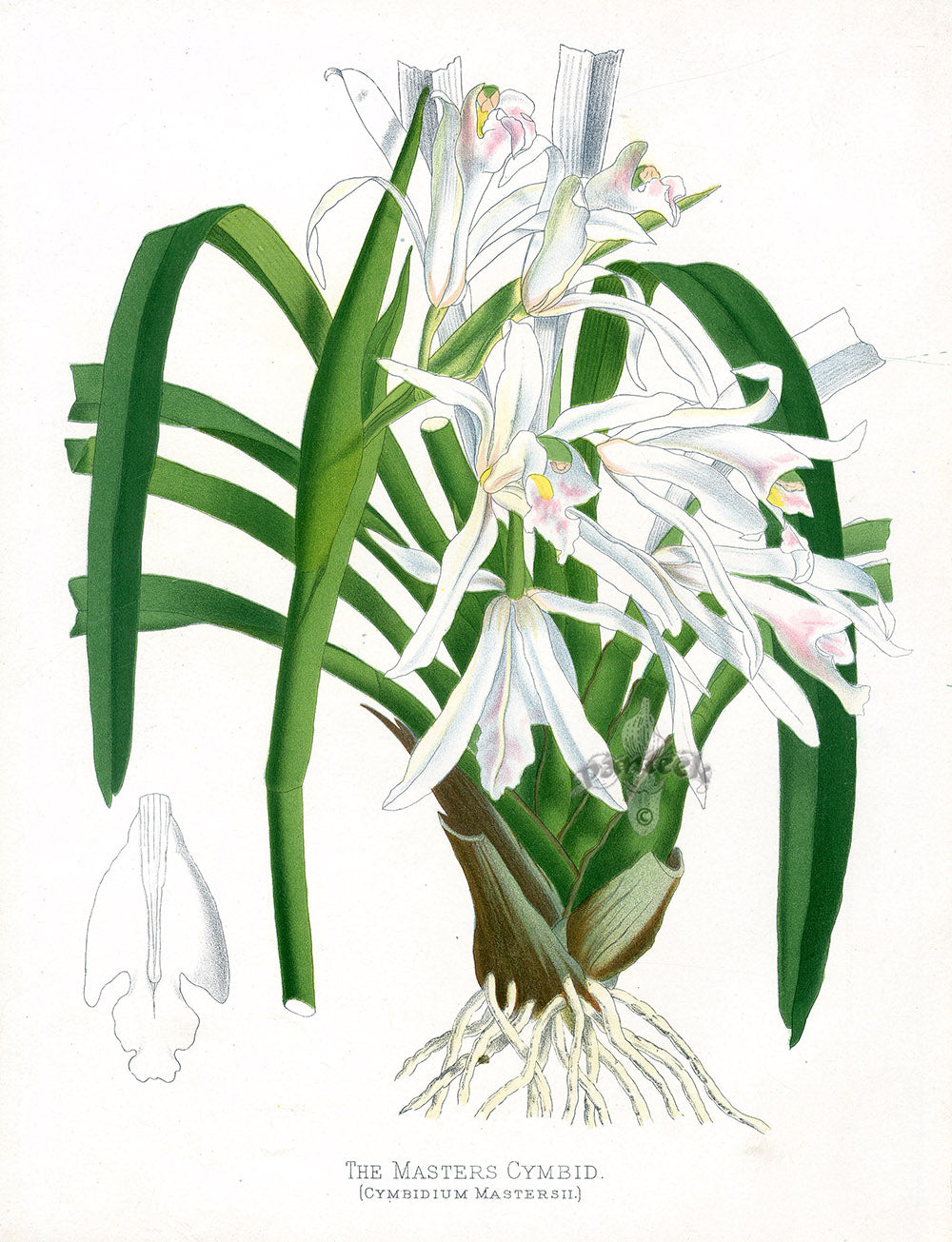 Paxton’s Botanical Prints 1884 Masters Cymbid