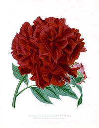 Paxton’s Botanical Prints 1884 Moutan - Panteek Antique Prints
