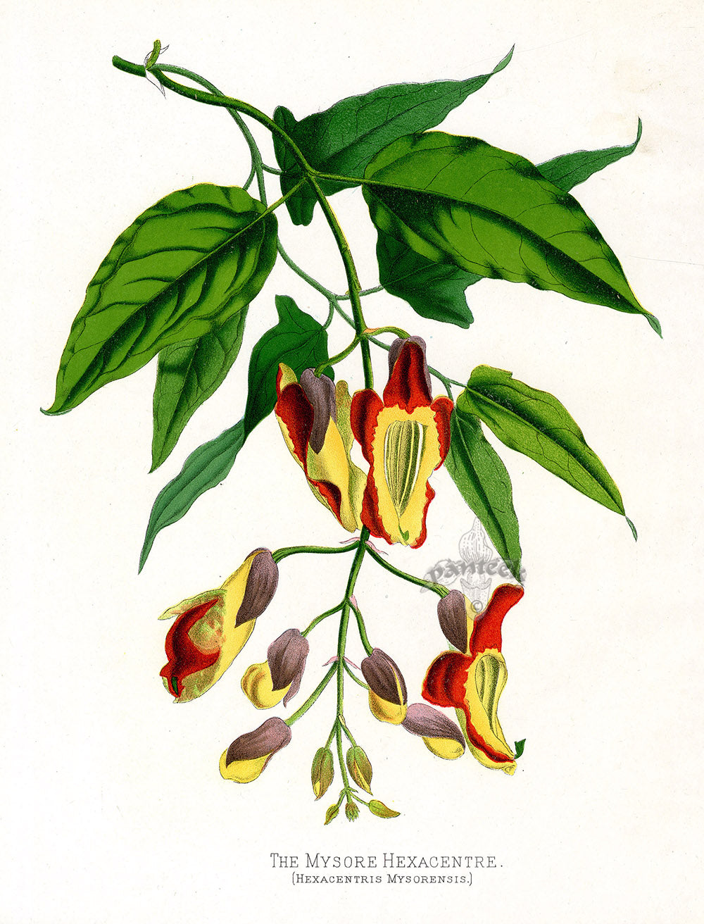 Paxton’s Botanical Prints 1884 Mysore Hexacentre