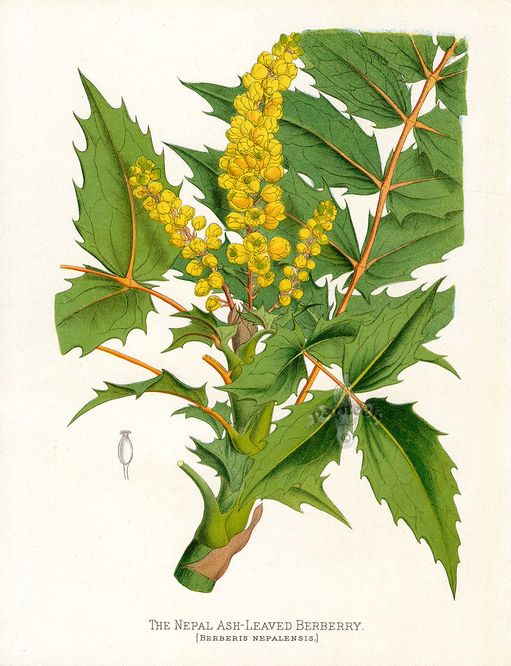 Paxton’s Botanical Prints 1884 Nepal Berberry