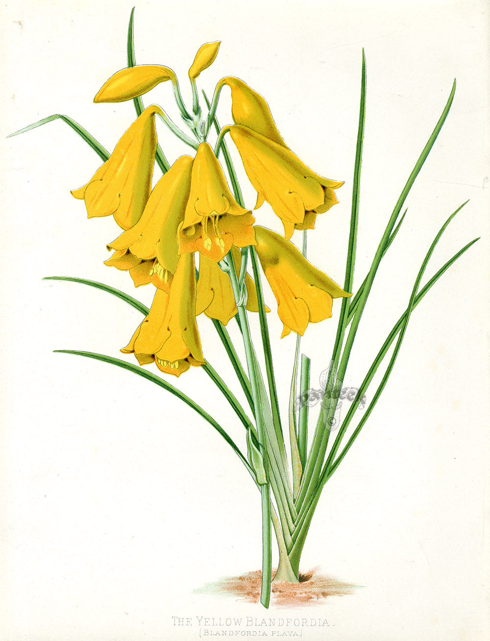 Paxton’s Botanical Prints 1884 New Holland Blandfordia