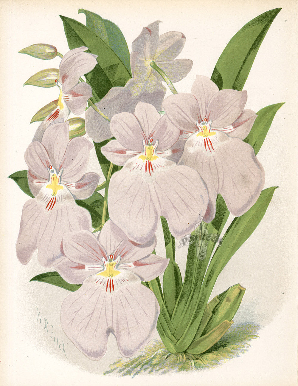 Paxton’s Botanical Prints 1884 Odontoglossom