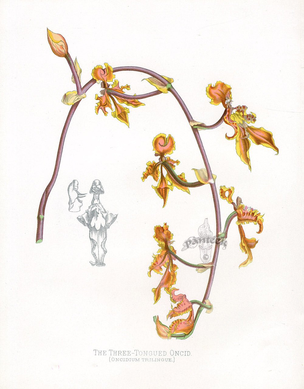 Paxton’s Botanical Prints 1884 Oncid Orchid