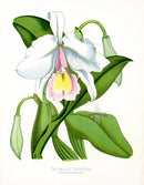Paxton’s Botanical Prints 1884 Pallid Cattleya - Panteek Antique Prints