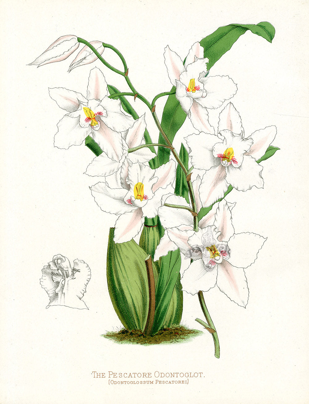 Paxton’s Botanical Prints 1884 Pescatore Odontoglot