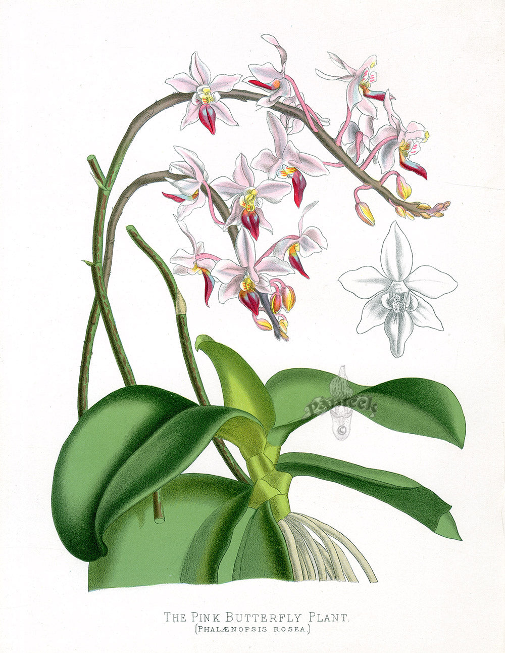 Paxton’s Botanical Prints 1884 Pink Butterfly Plant